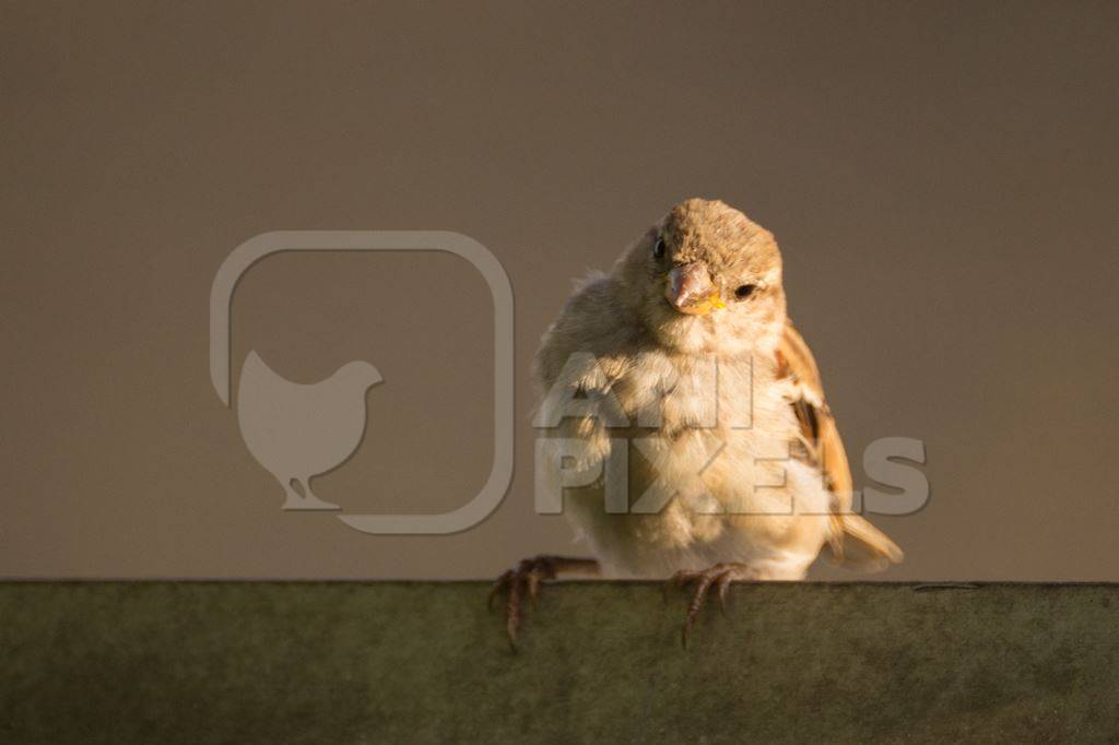 Brown sparrow sitting on fence