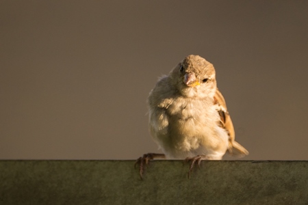 Brown sparrow sitting on fence