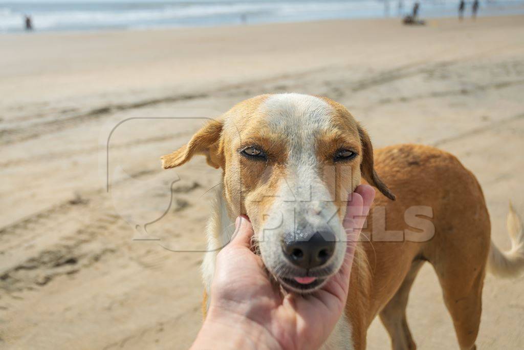 Beach dog on sandy beach in Goa also stray dog or street dog