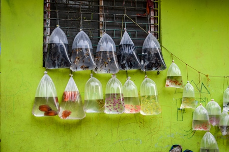 Aquarium fish on sale in plastic bags hanging on a wall at Galiff Street pet market, Kolkata, India, 2022