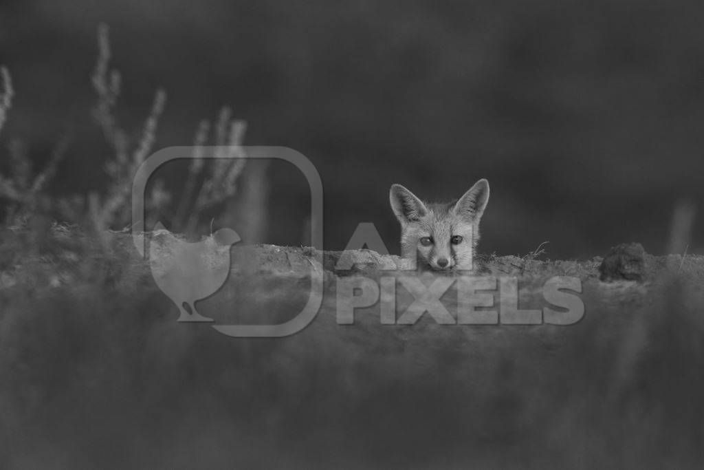 Indian fox in black and white