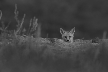 Indian fox in black and white