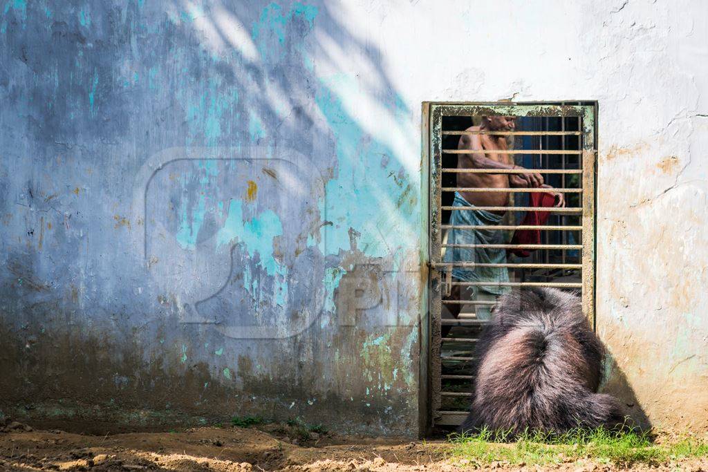 Indian sloth bear in  in a zoo in Patna