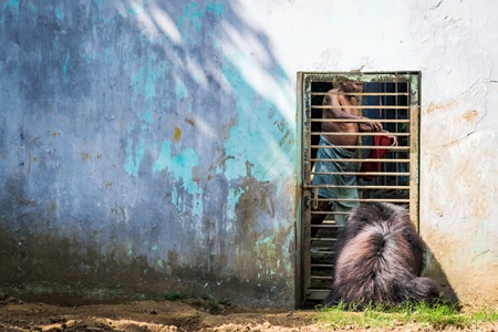 Indian sloth bear in  in a zoo in Patna