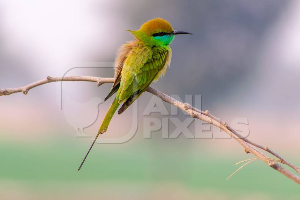 Indian green bee-eater bird sitting on a branch with blue sky background in the rural countryside of the Bishnoi villages in Rajasthan in India