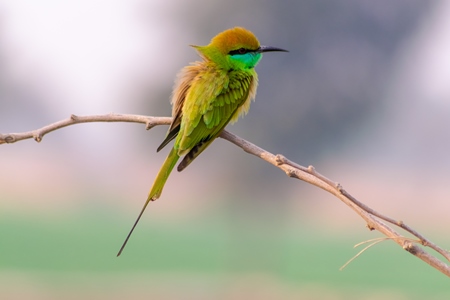 Indian green bee-eater bird sitting on a branch with blue sky background in the rural countryside of the Bishnoi villages in Rajasthan in India