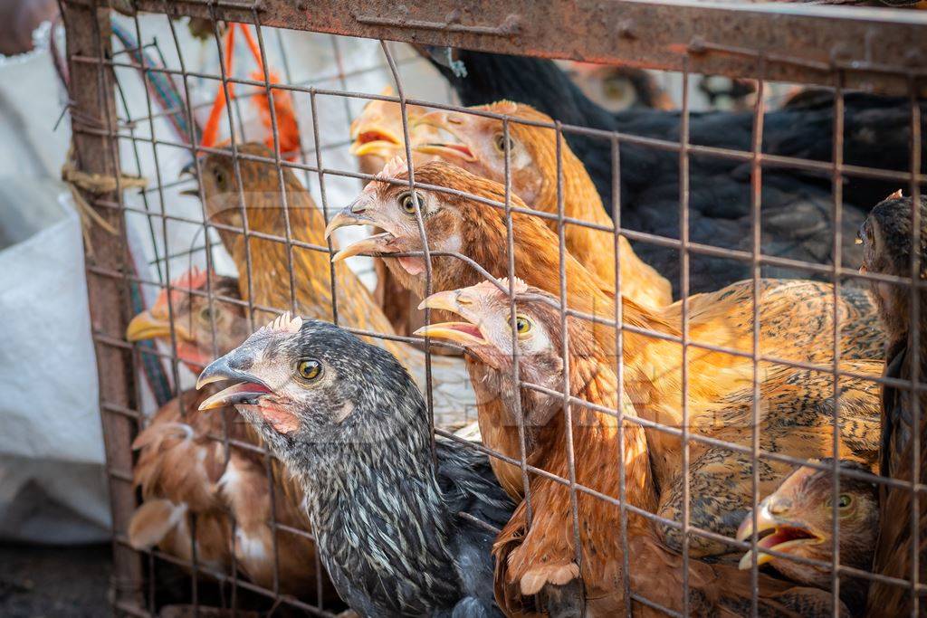 Chickens in a cage trying to escape and panting in the heat at a live animal market at Juna Bazaar, in the city of Pune, India