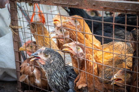 Chickens in a cage trying to escape and panting in the heat at a live animal market at Juna Bazaar, in the city of Pune, India