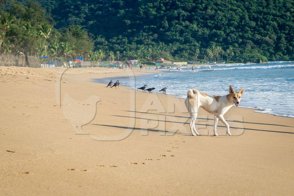 Beach dog on sandy beach in Goa also stray dog or street dog