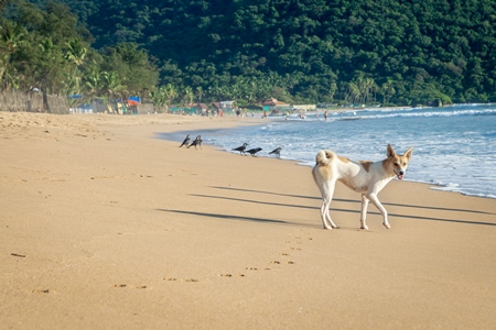 Beach dog on sandy beach in Goa also stray dog or street dog