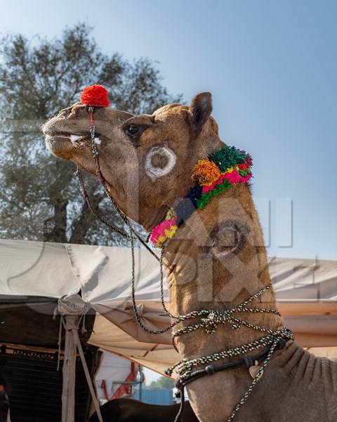 Indian camel with branding or brands on neck at Nagaur Cattle Fair, Nagaur, Rajasthan, India, 2022