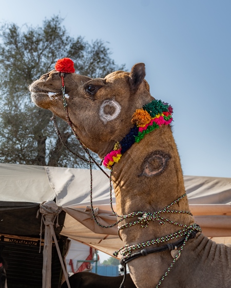 Indian camel with branding or brands on neck at Nagaur Cattle Fair, Nagaur, Rajasthan, India, 2022