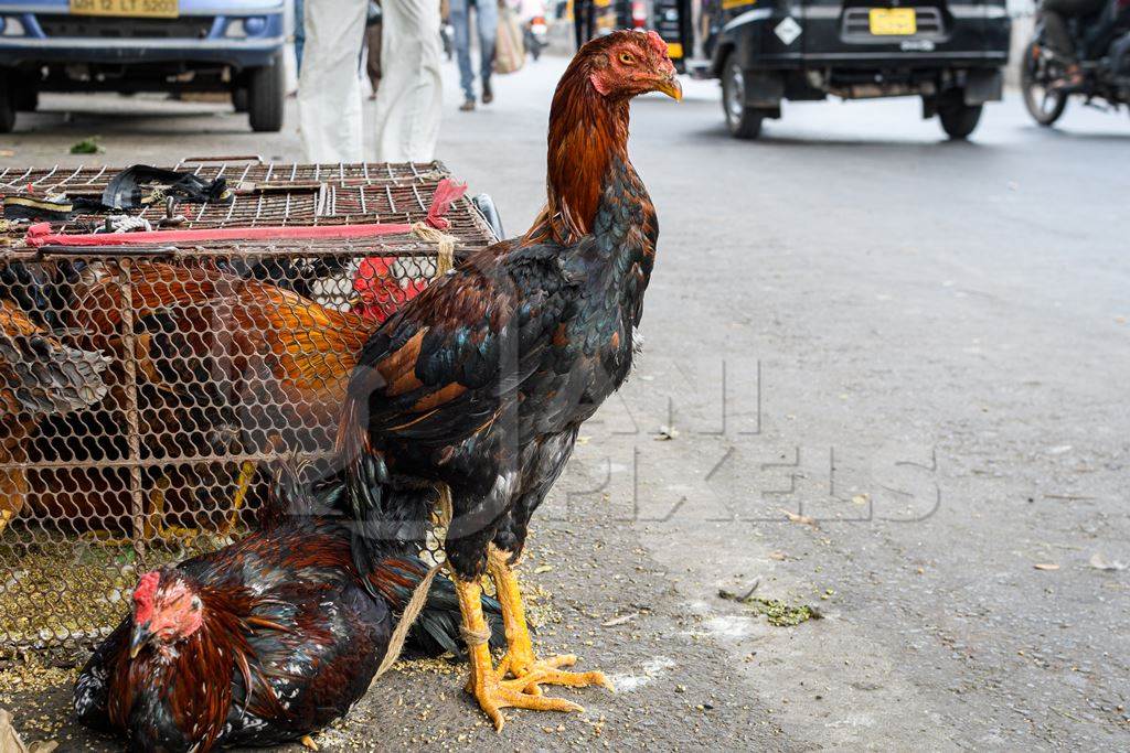 Indian chickens or hens on sale in cages at a live animal market on the roadside at Juna Bazaar in Pune, Maharashtra, India, 2021