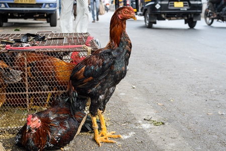 Indian chickens or hens on sale in cages at a live animal market on the roadside at Juna Bazaar in Pune, Maharashtra, India, 2021