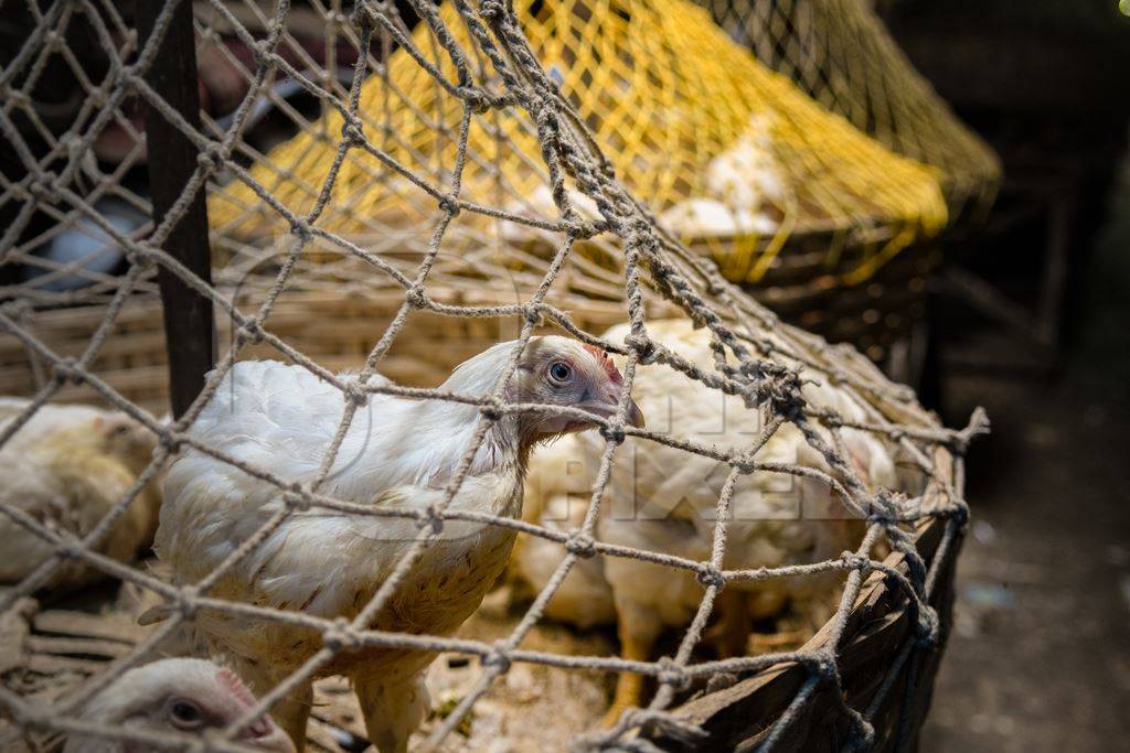 Baskets of chickens at the chicken meat market inside New Market, Kolkata, India, 2022