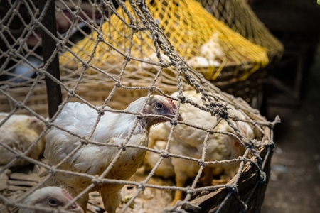 Baskets of chickens at the chicken meat market inside New Market, Kolkata, India, 2022