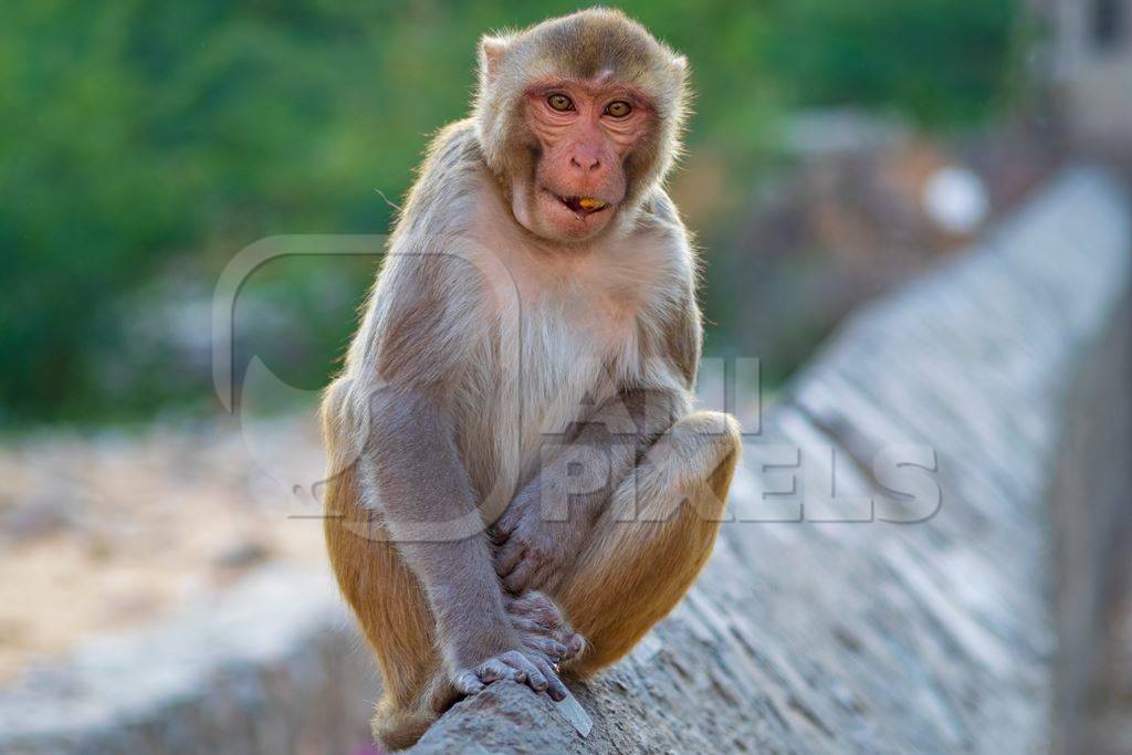 Photo of one Indian macaque monkey at Galta Ji monkey temple near Jaipur in Rajasthan in India