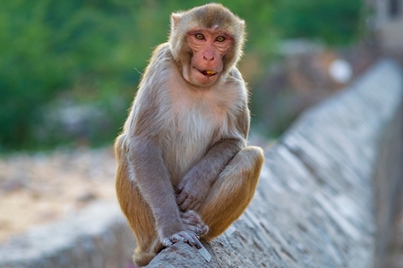 Photo of one Indian macaque monkey at Galta Ji monkey temple near Jaipur in Rajasthan in India