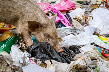 Indian urban or feral pigs scavenging for food in pile of garbage and waste in a street in Jaipur, India, 2022