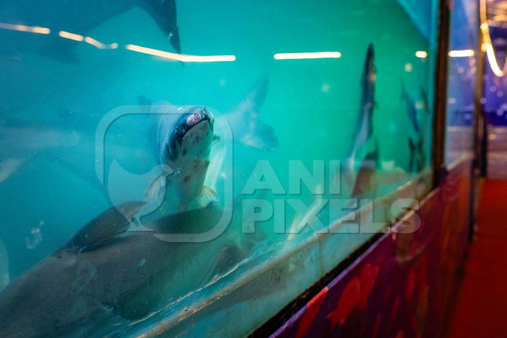 Injured small shark fish in a dirty and crowded tank at an underwater fish tunnel expo aquarium in Pune, Maharashtra, India, 2024