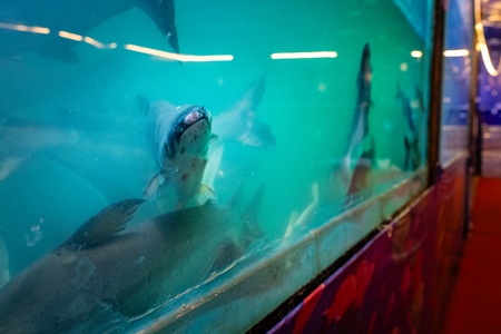 Injured small shark fish in a dirty and crowded tank at an underwater fish tunnel expo aquarium in Pune, Maharashtra, India, 2024