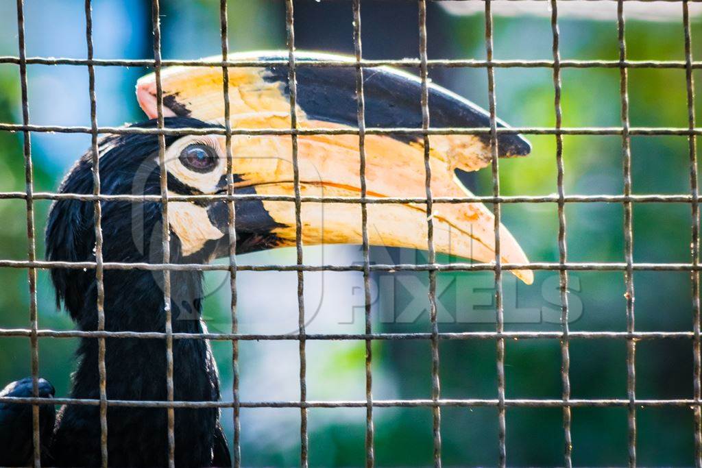 Great Indian hornbill bird behind bars in cage in Mumbai zoo with yellow beak in Byculla zoo