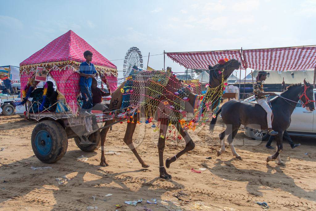 Indian camels harnessed to decorated carts to give tourist rides at Pushkar camel fair in Rajasthan in India