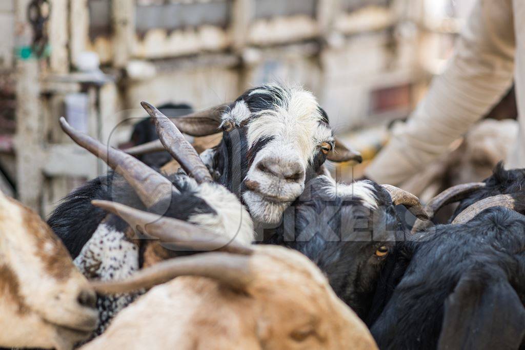 A farmer with a flock of goats at Chakan Goat and Sheep market, Maharashtra, India, 2024