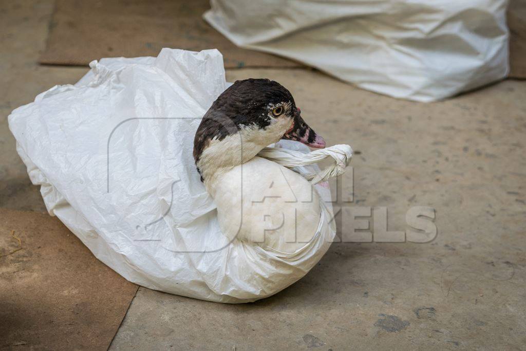 Duck in a plastic bag on sale for meat at an animal market