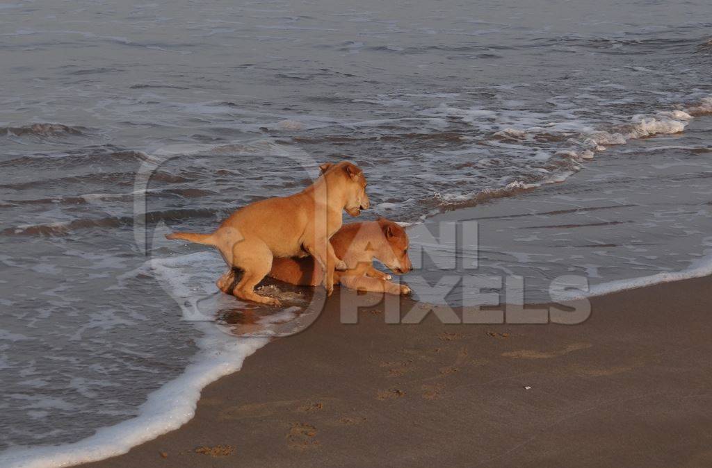 Two brown puppies playing on sandy beach