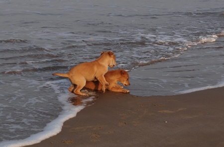 Two brown puppies playing on sandy beach