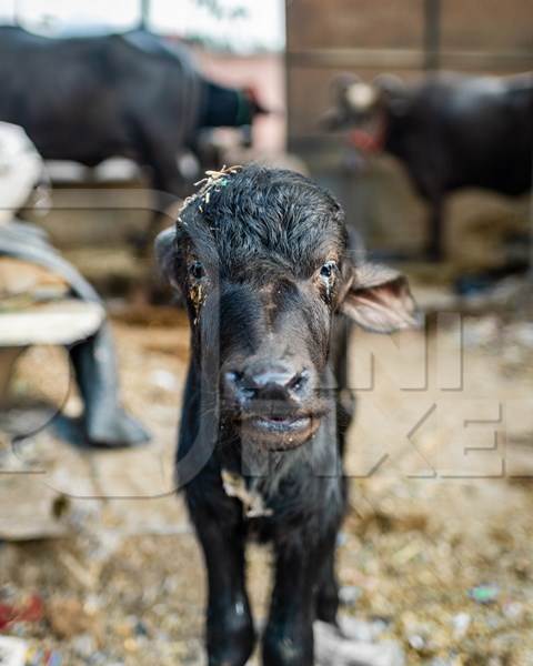 Indian dairy buffalo calf on an urban tabela in the divider of a busy road, Pune, Maharashtra, India, 2024