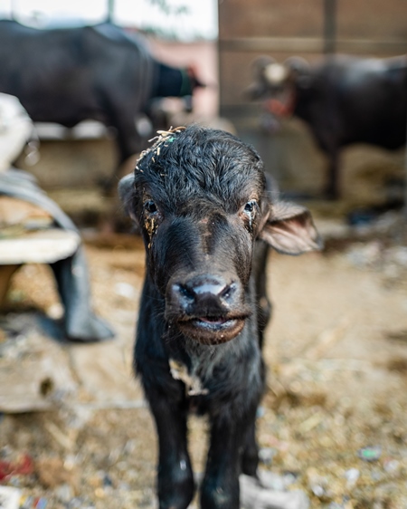 Indian dairy buffalo calf on an urban tabela in the divider of a busy road, Pune, Maharashtra, India, 2024