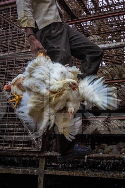 Broiler chickens raised for meat being unloaded from transport trucks near Crawford meat market