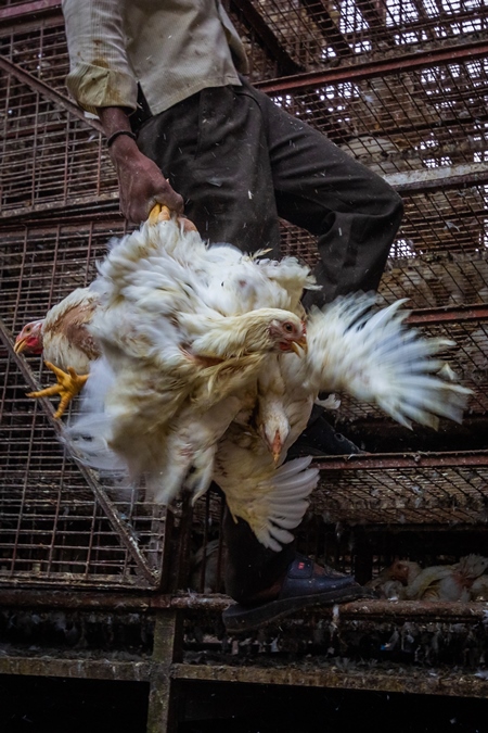 Broiler chickens raised for meat being unloaded from transport trucks near Crawford meat market