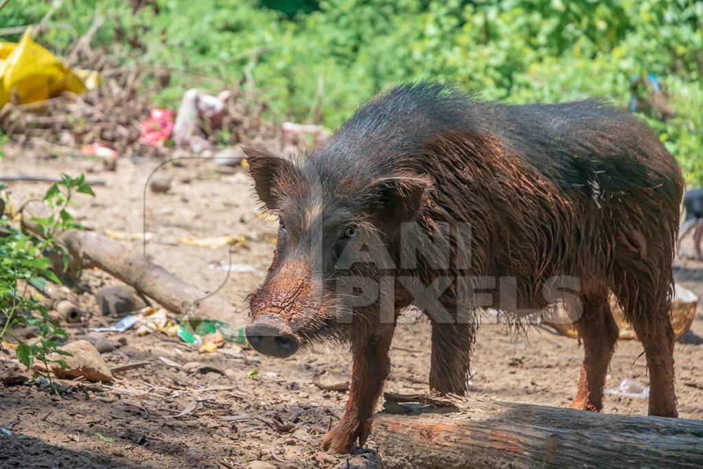 Muddy farmed pig in a rural village farm in Goa, India