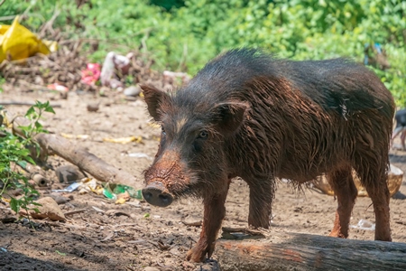 Muddy farmed pig in a rural village farm in Goa, India