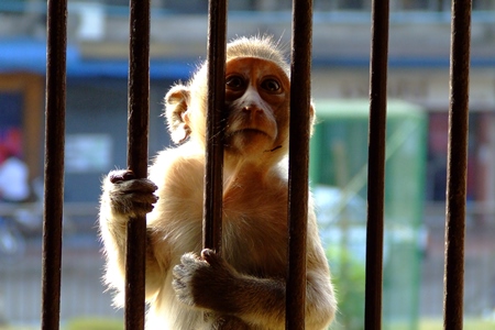 Macaque monkey looking through bars from the outside