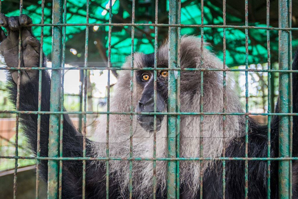 Solo Lion tailed macaque monkey held captive in a barren cage in captivity at Thattekad mini zoo