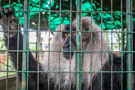Solo Lion tailed macaque monkey held captive in a barren cage in captivity at Thattekad mini zoo
