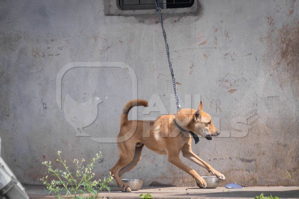Chained Indian dog on short chain kept as a pet or guard dog outside a house in Maharashtra, India, 2020