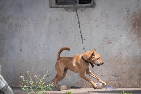 Chained Indian dog on short chain kept as a pet or guard dog outside a house in Maharashtra, India, 2020