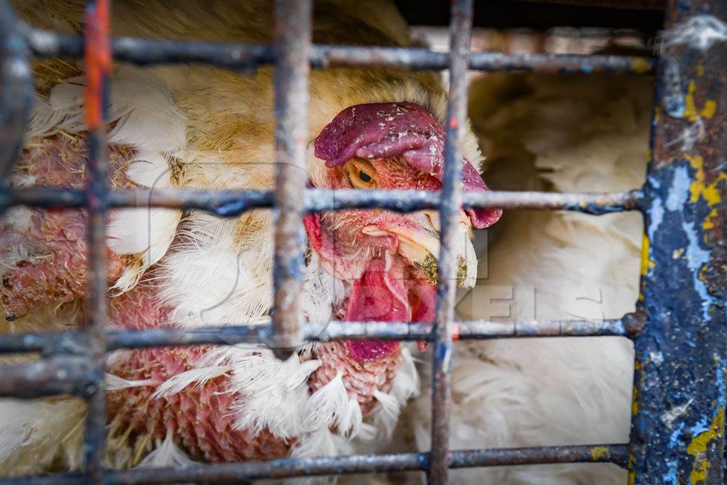 Sick or ill Indian broiler chickens packed into small dirty cages or crates at Ghazipur murga mandi, Ghazipur, Delhi, India, 2022