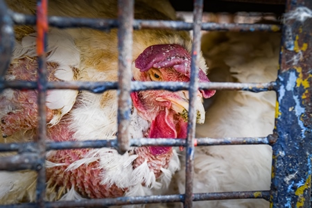 Sick or ill Indian broiler chickens packed into small dirty cages or crates at Ghazipur murga mandi, Ghazipur, Delhi, India, 2022