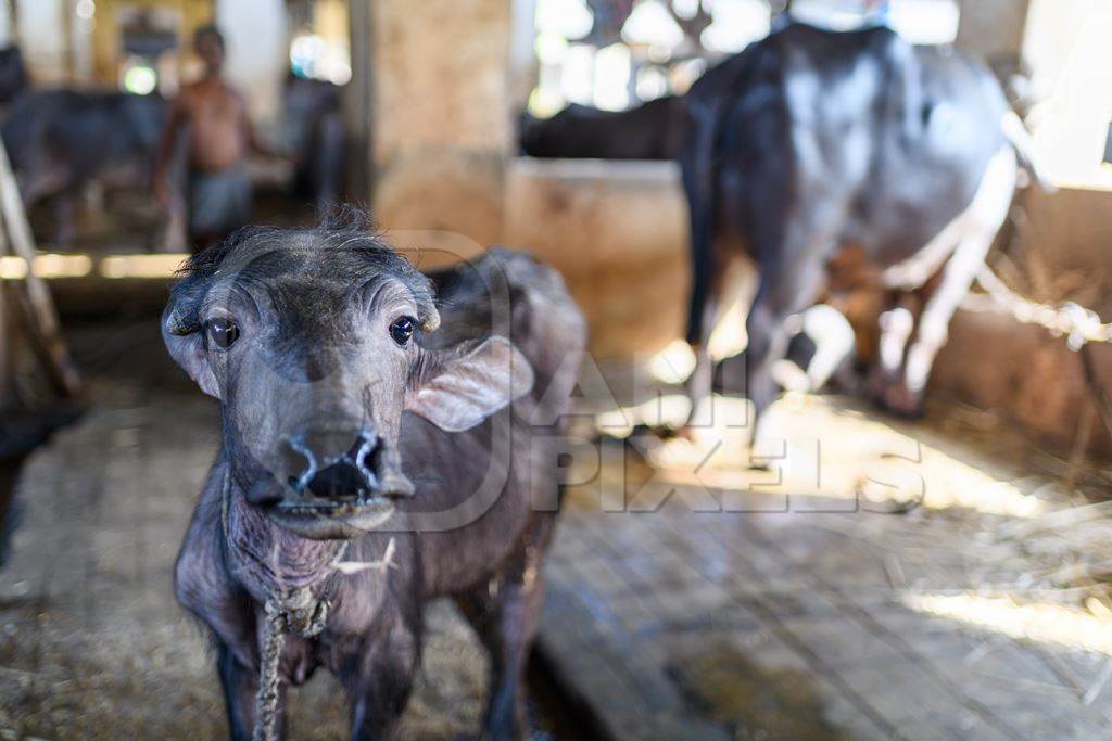 Baby Indian buffalo calf in the aisle in a concrete shed on an urban dairy farm or tabela, Aarey milk colony, Mumbai, India, 2023