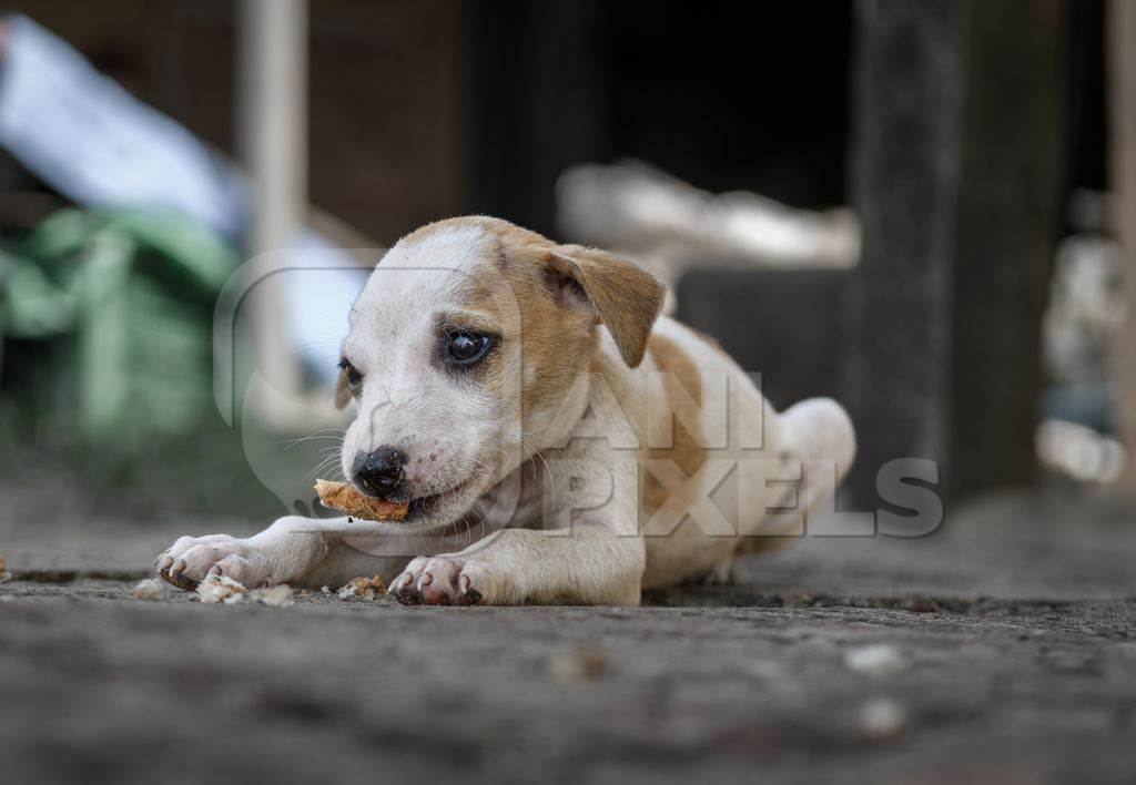 Small Indian street puppy dog or stray pariah dog eating, Malvan, Maharashtra, India, 2022