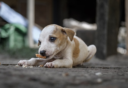 Small Indian street puppy dog or stray pariah dog eating, Malvan, Maharashtra, India, 2022