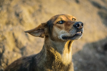 Stray street dog on road in Maharashtra