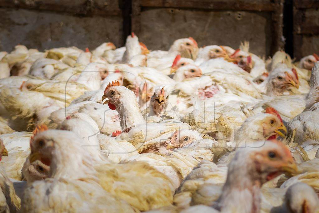 Enclosure packed with Indian broiler chickens at Ghazipur murga mandi, Ghazipur, Delhi, India, 2022