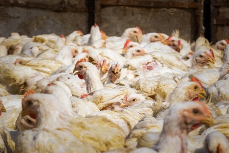 Enclosure packed with Indian broiler chickens at Ghazipur murga mandi, Ghazipur, Delhi, India, 2022